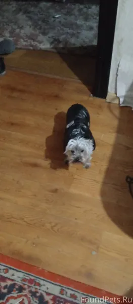 Пропала собака ЙОРКШИРСКИЙ тер...