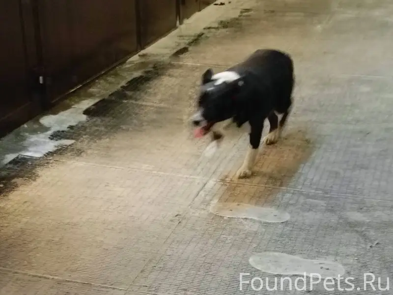 Мурманск. Кто потерял? https:/...