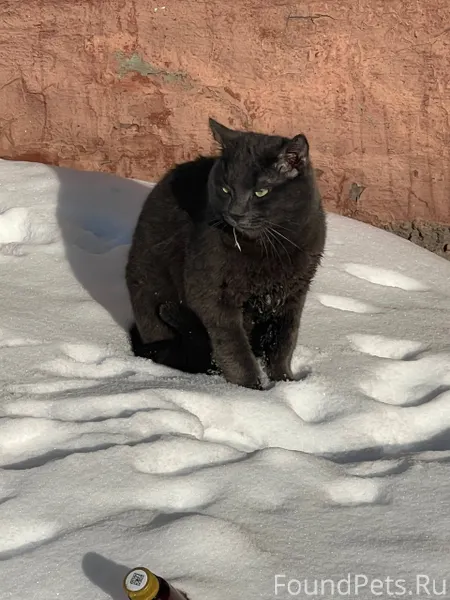 Найден кот ,ручной скорее всег...