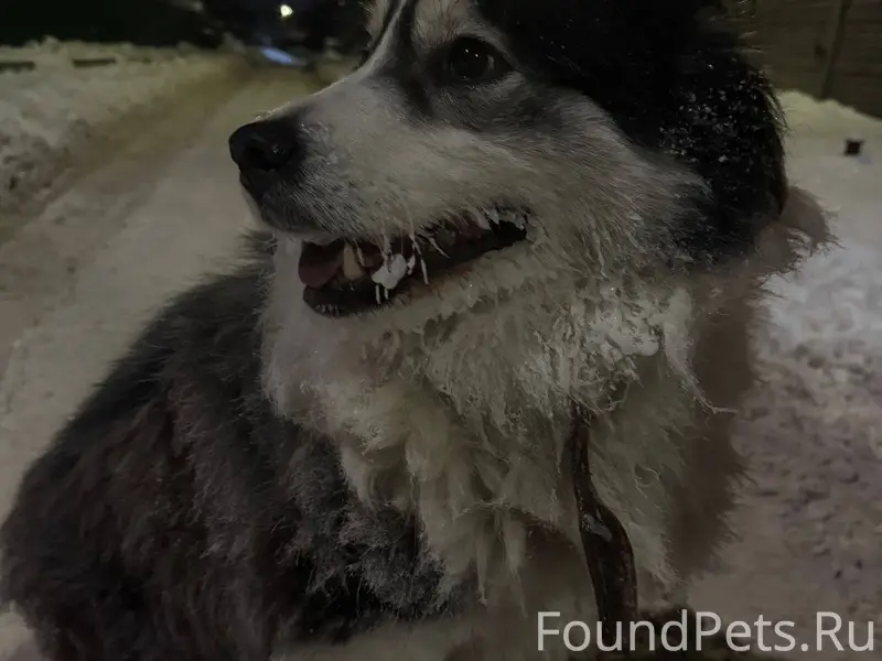 НАЙДЕНА СОБАКА 📌Подольск, Куту...