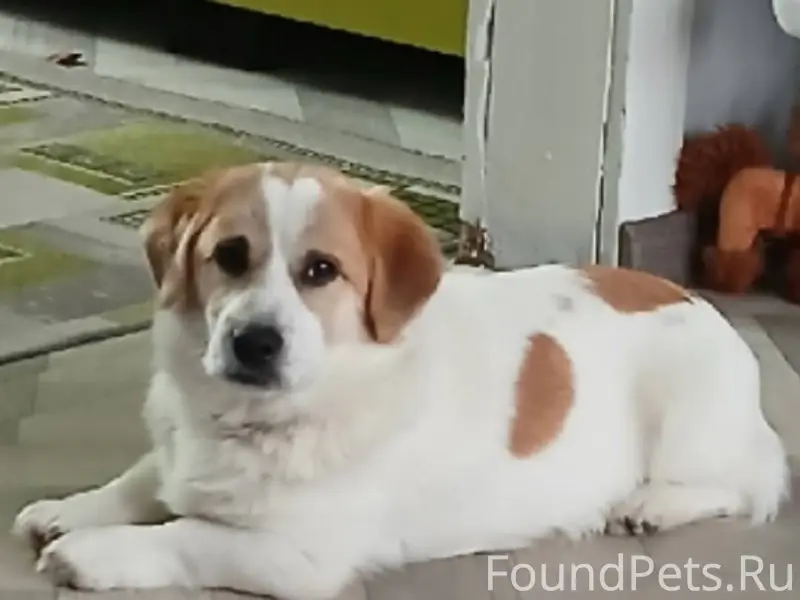 Пропала собака если кто видел ...