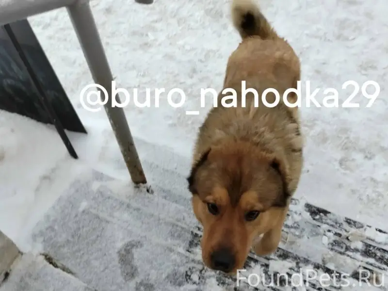 С цепи сбежала собака, район С...