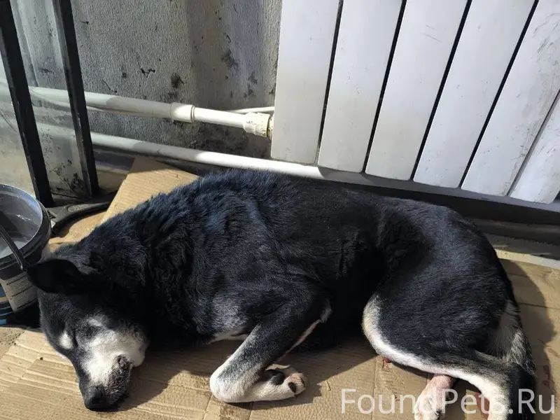 В Ямном найден пёс в тяжелом.....