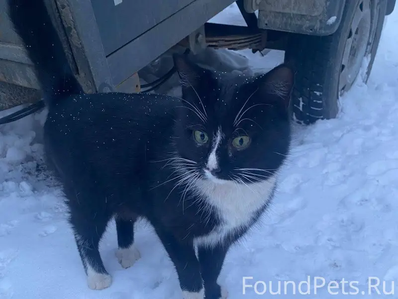 ‼️Во дворе магазина найден кот...