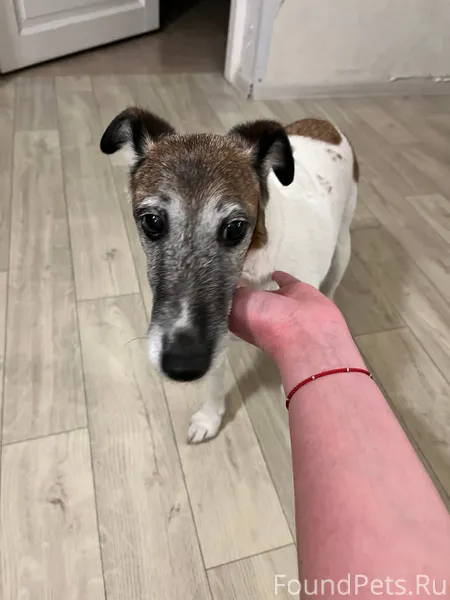 Здравствуйте! Нашли собаку око...