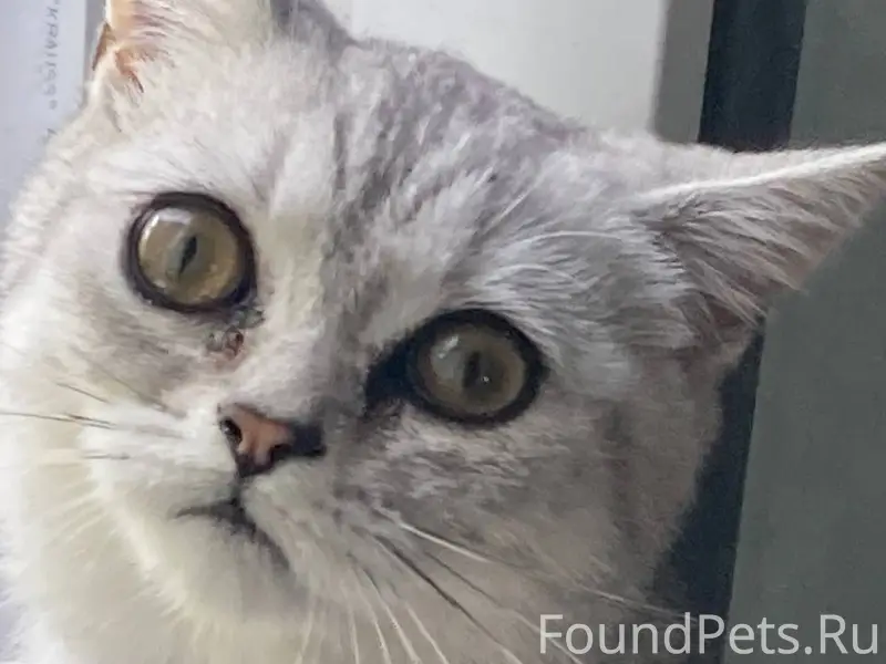 Пропала кошка, породы Шотландс...