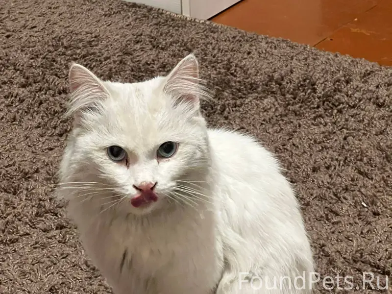 Найден кот или кошечка кто пот...