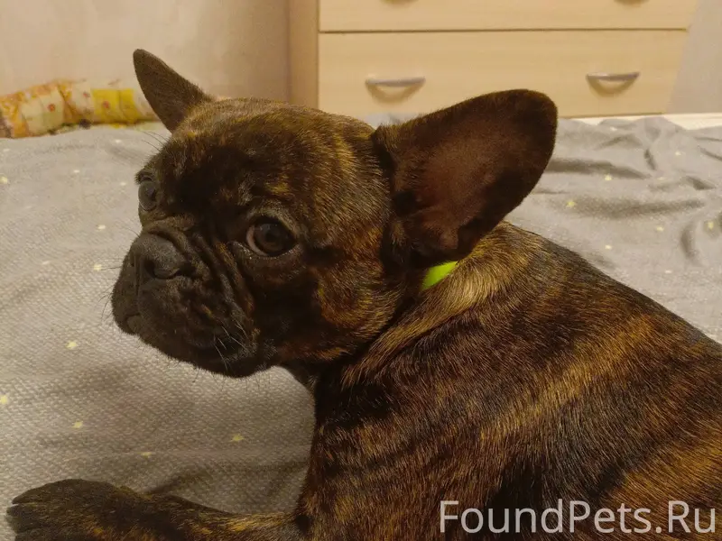 Срочно ❗❗❗ потерялась собака ф...