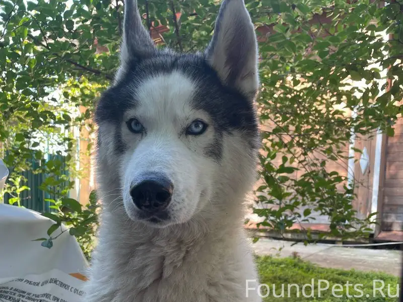 ❗❗ПРОПАЛА СОБАКА!❗❗ ❗Кличка: С...