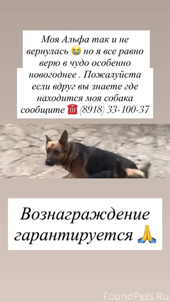 Здравствуйте. Моя собака пропа...