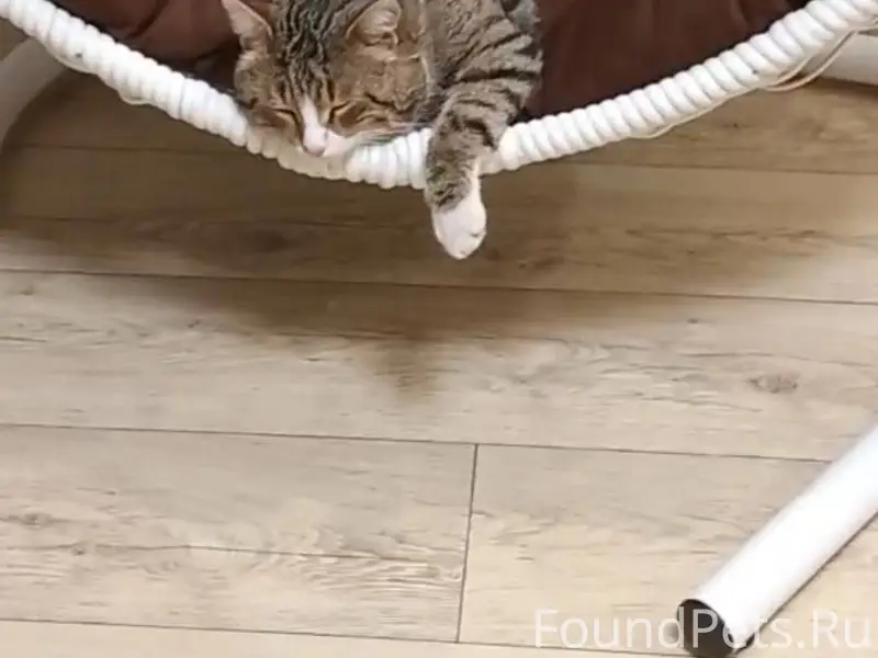 Пропал кот по ул. Жданова, отк...