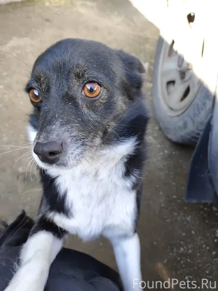 Пропала собака