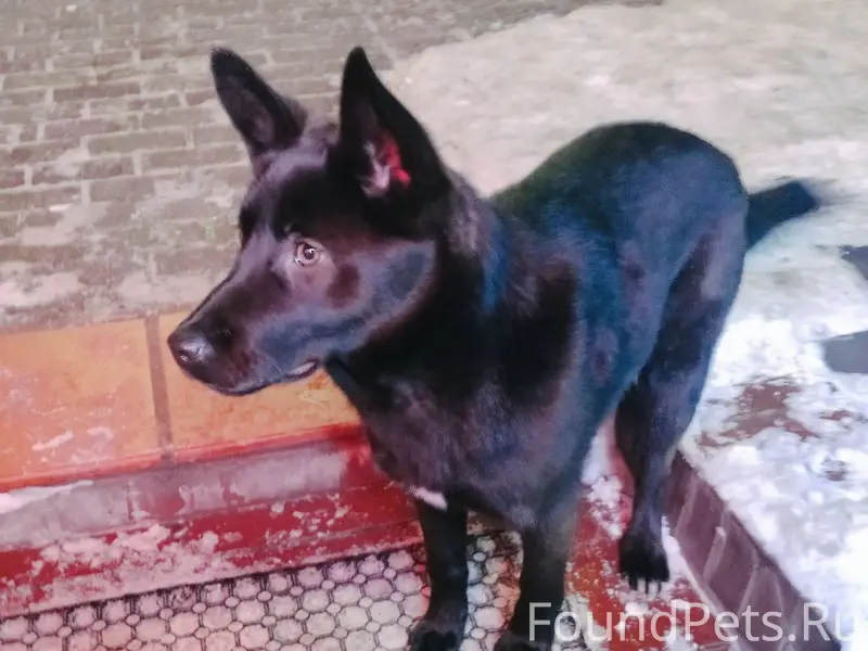 Кто потерял собаку ? 17 января...