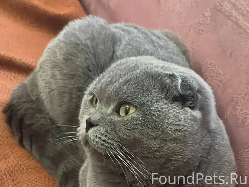 Пропал кот. Район в-15. Просьб...