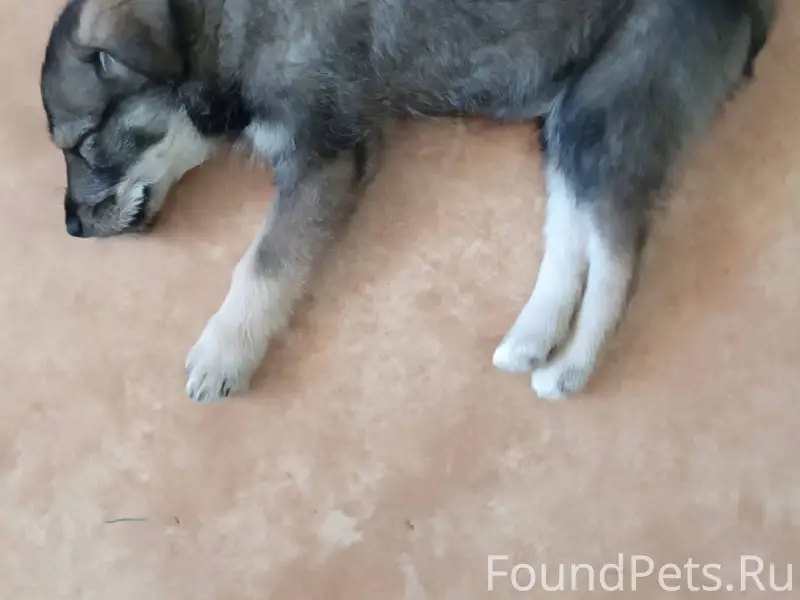 Найден щенок- мальчик в районе...