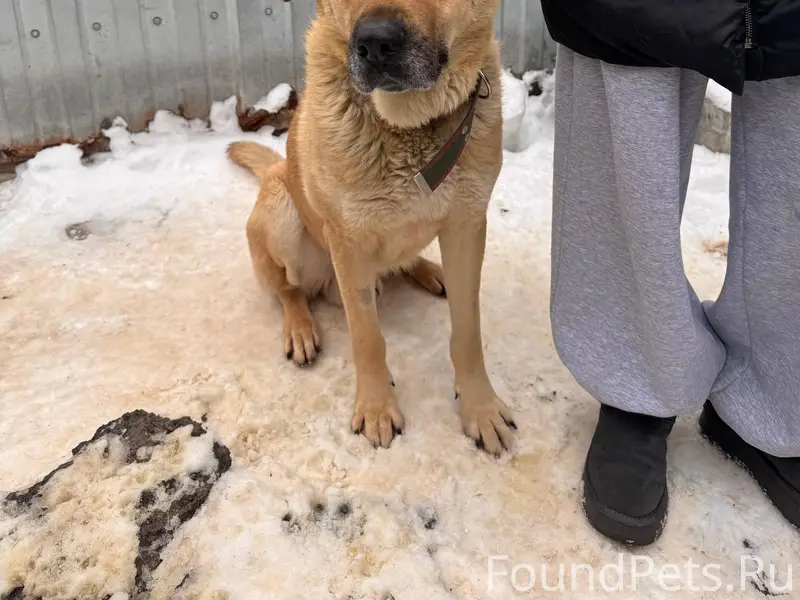 Найден пёс 🐶 📍 ул. Орбитальная...