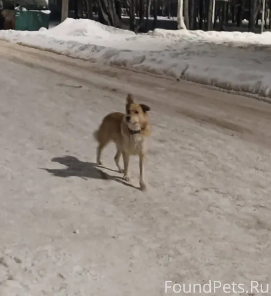 Кто потерял собаку? Уже неделю...