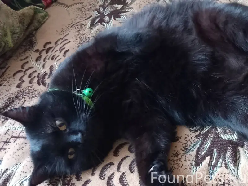 Срочно!пропала кошка Зинаида, ...