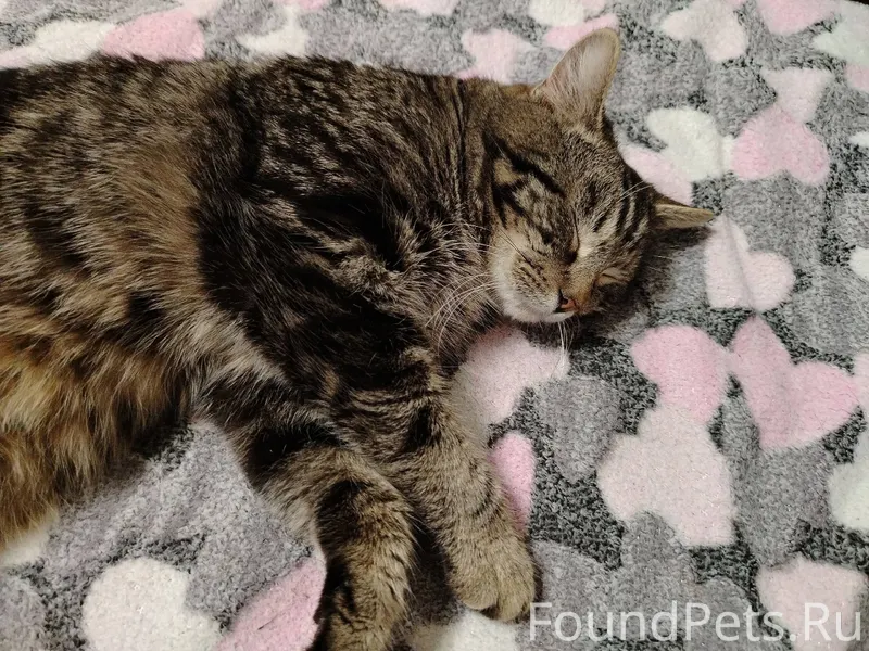 Найден кот, ласковый, упитанны...