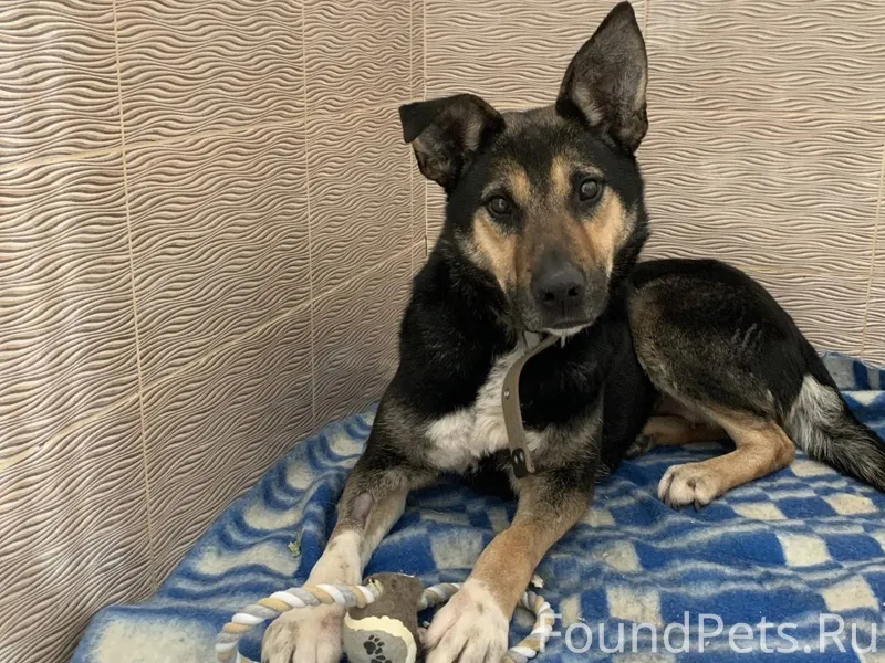 Представьте: верная собака по ...