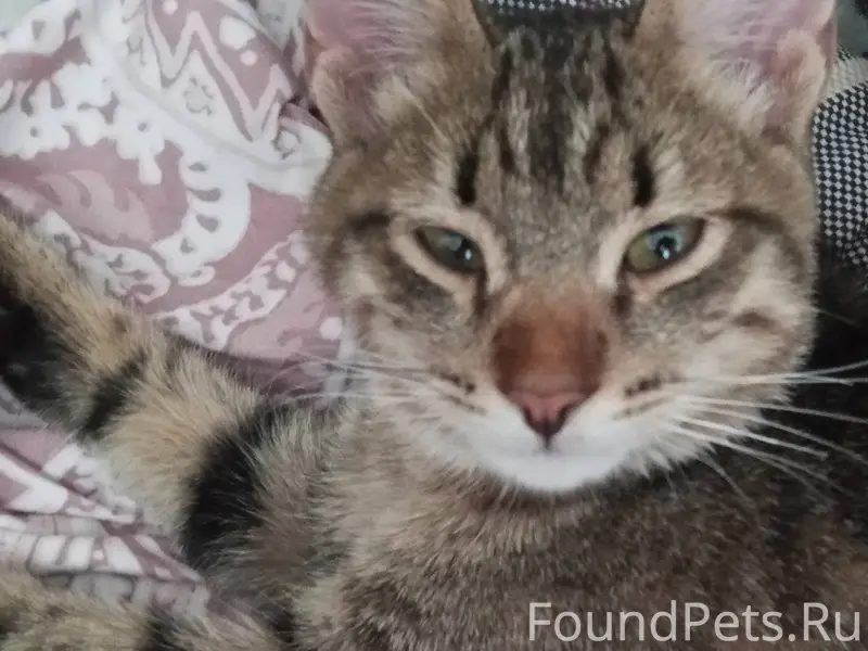 Найден котёнок мальчик возле ц...