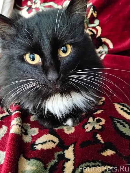 Найден кот (кошечка) в Верещаг...