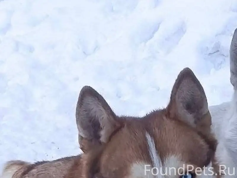 🆘 ПРОПАЛА СОБАКА! ПОМОГИТЕ НАЙ...