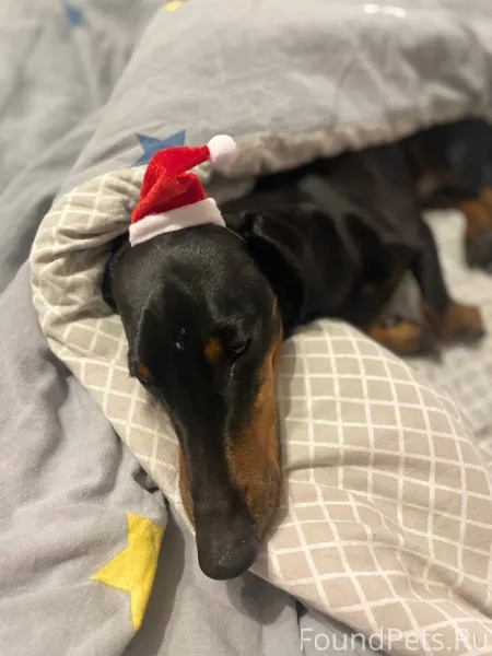 ПРОПАЛА СОБАКА! Порода: Такса ...