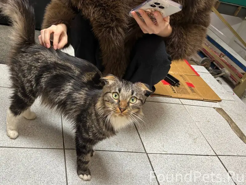 Всем привет. 16.01 нашли кота....