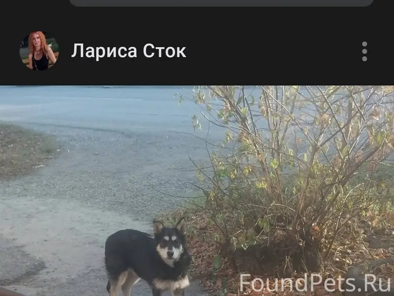 ❗Сейчас у нее в ухе бирка❗соба...