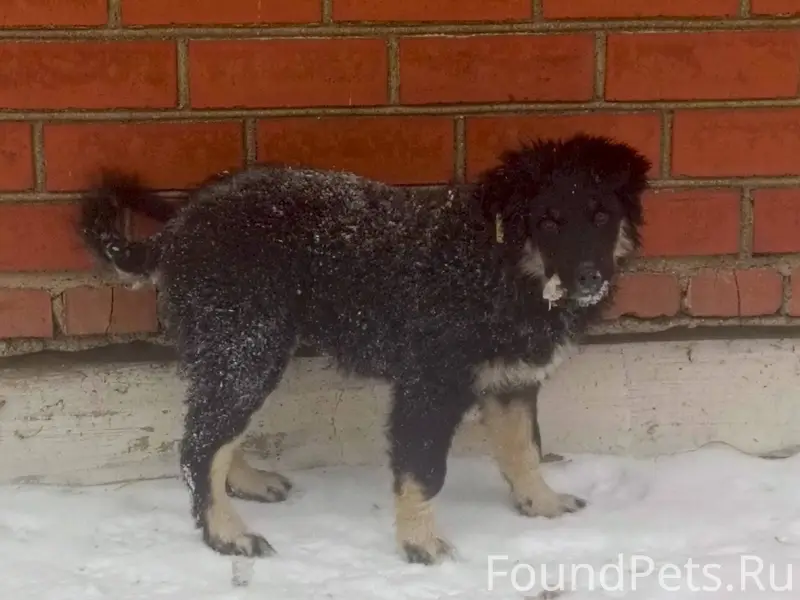 Пропал щенок,жила с мамой возл...