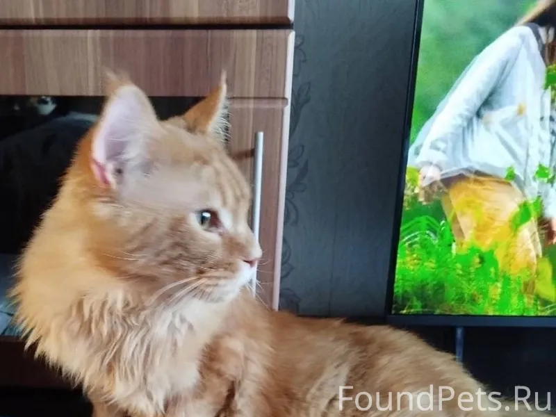 Найден кот в ночь с 14...