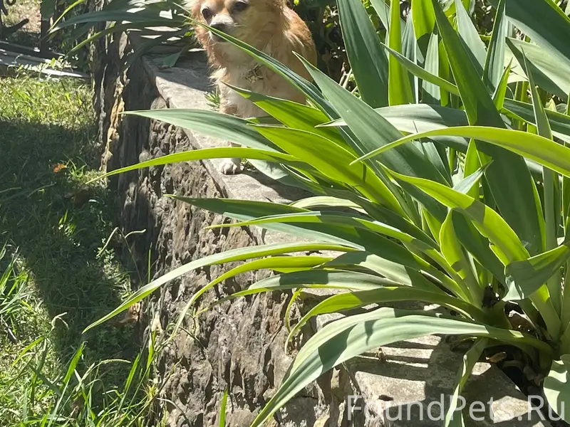Потерялась собака в районе мам...