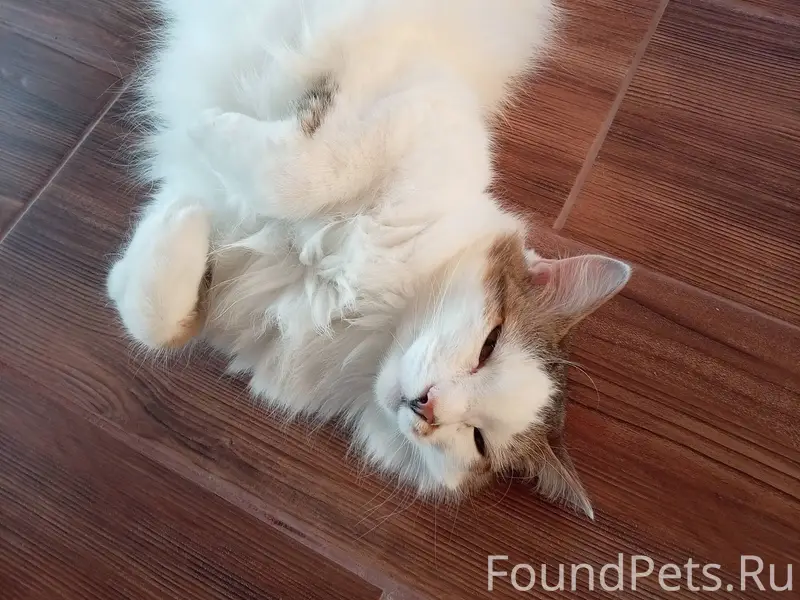 Внимание! Пропала кошка по кли...