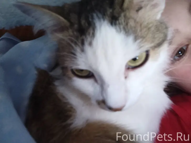 Пропала кошка по кличке Сима ❤...