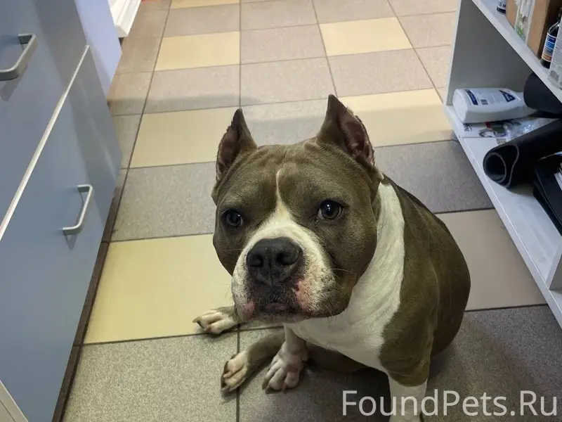 Найдена собака! Друзья, найден...