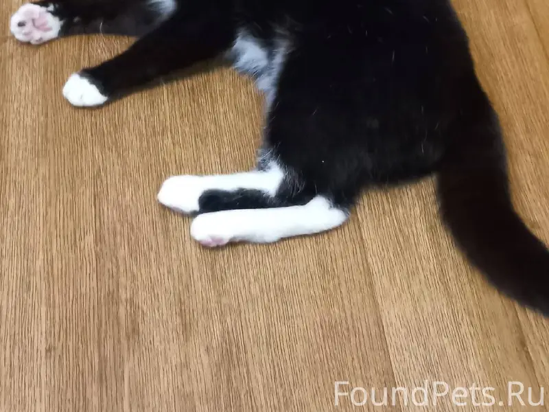 Пропал Кот,На Новостройки,Зову...