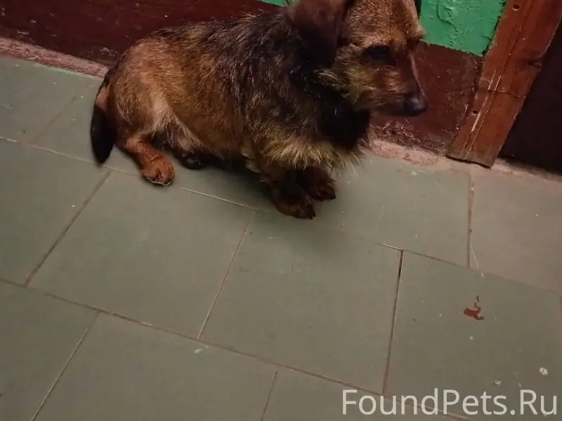 Чья потеряшка? 16 января приме...