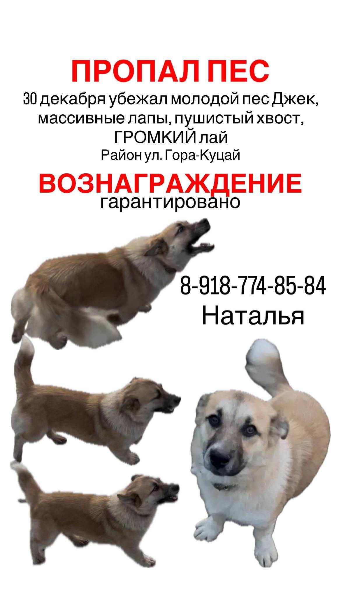 Рошу помощи в поисках пса за.....