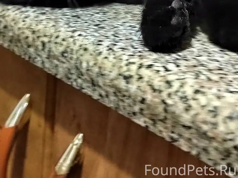 Найден кот, по адресу ул. Лени...