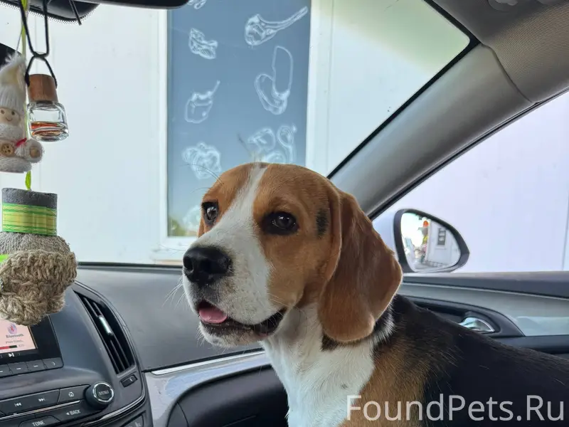 Пропала собака. Бигль. Отклика...