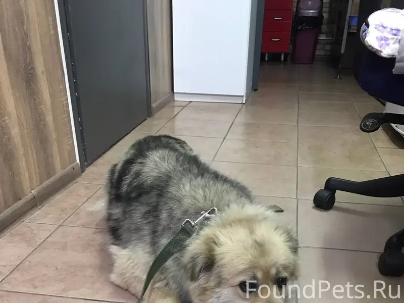 Воскресенск Из клиники «Лемур»...