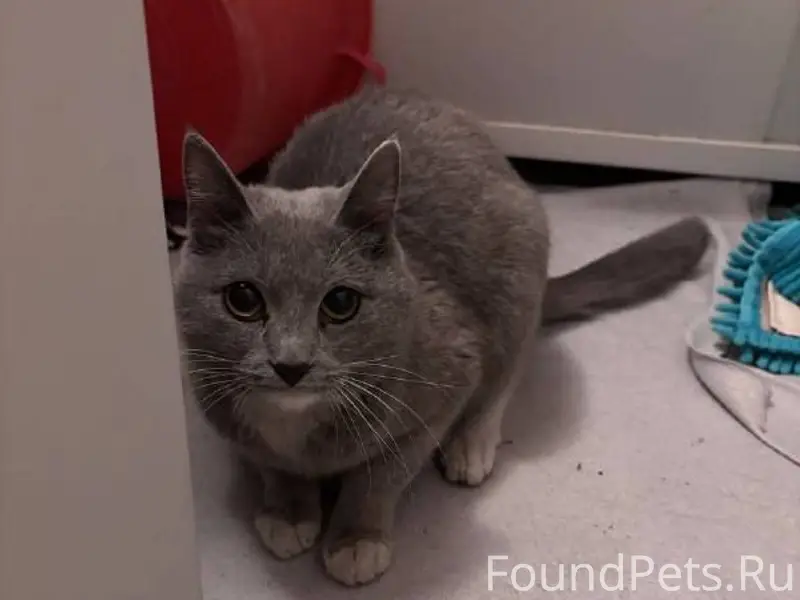 Добрый день! Найден кот в подъ...