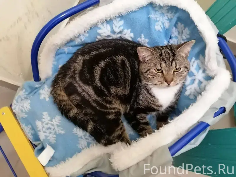 Найден кот, домашний, приучен ...