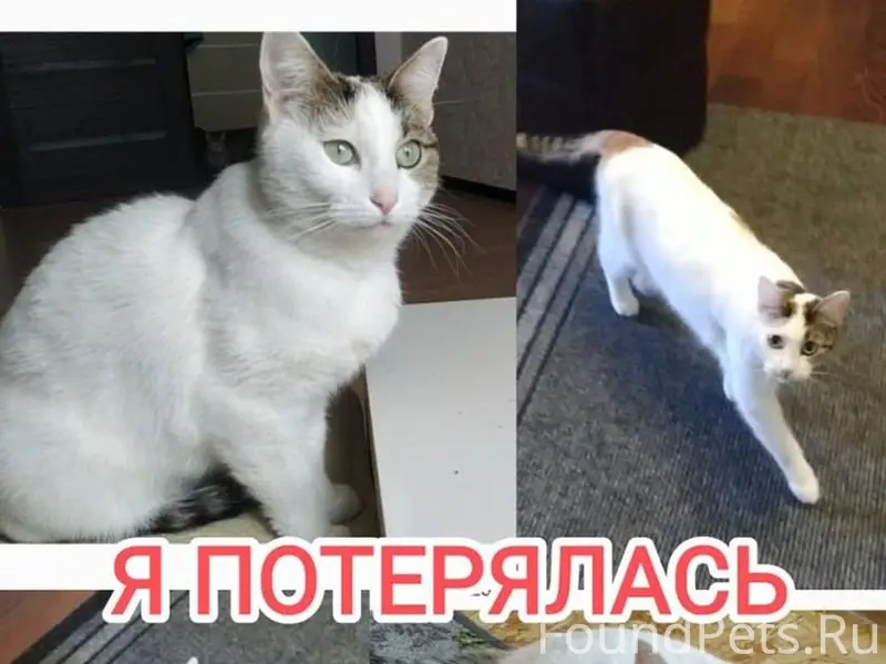 Пропала кошка! Окрас – трехцве...