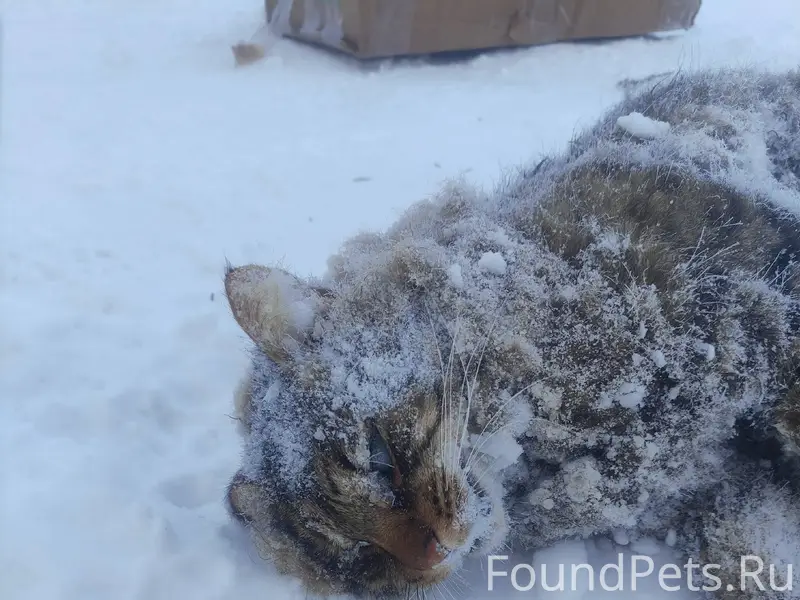 Найден труп кота на ул. Речная...