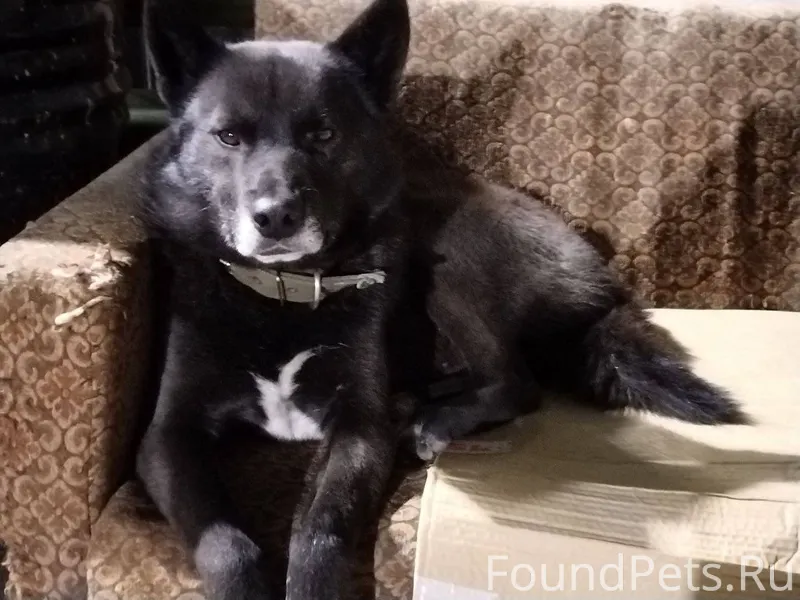 От населения Потерялась собака...