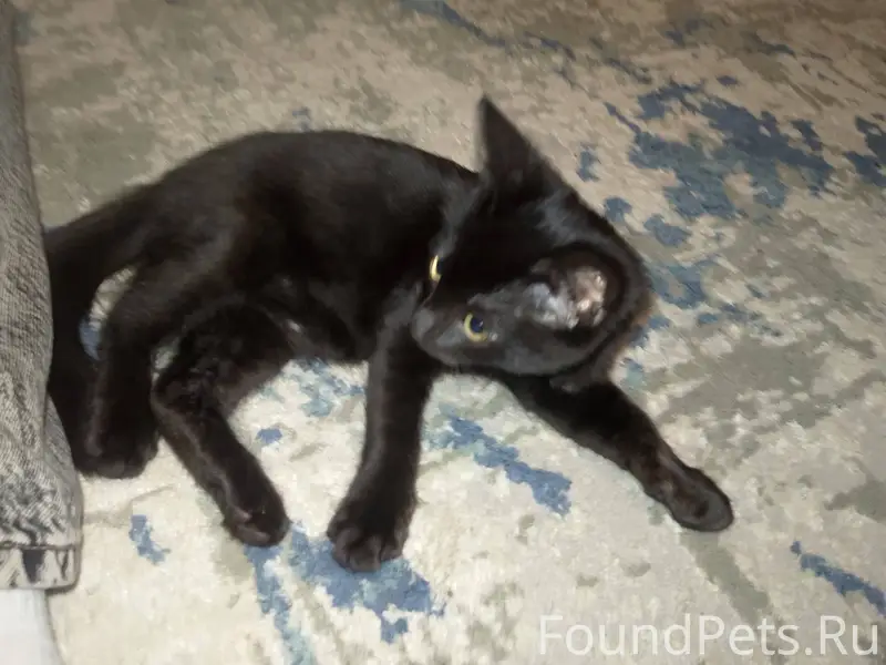 Пропал котёнок, зовут Евгений,...