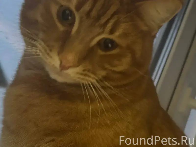 Пропал кот, окрас рыжий (Сверд...