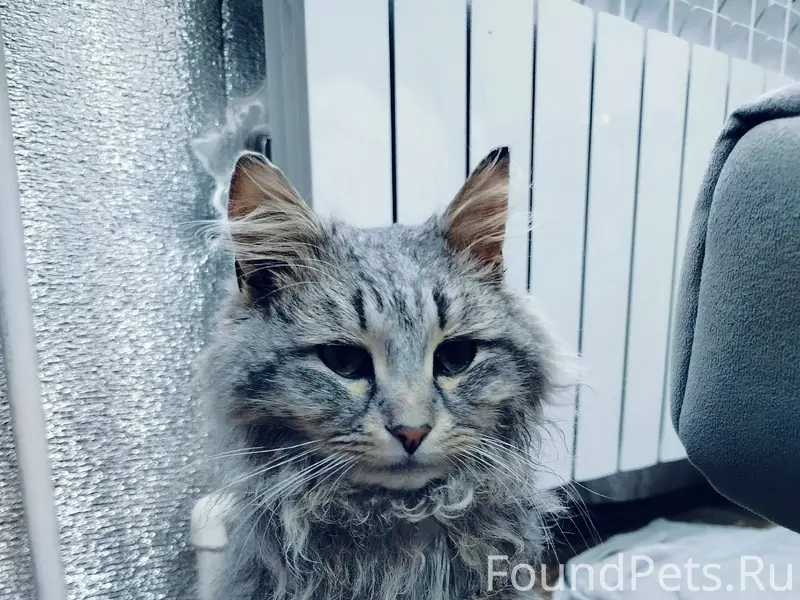 Найден кот !!! В конце декабря...